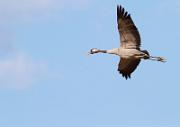 Kranich - Common Crane  (Grus grus)